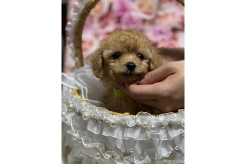 販売中の広島県のティーカッププードル-385414の6枚目
