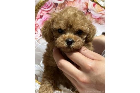 販売中の広島県のティーカッププードル-385415の5枚目