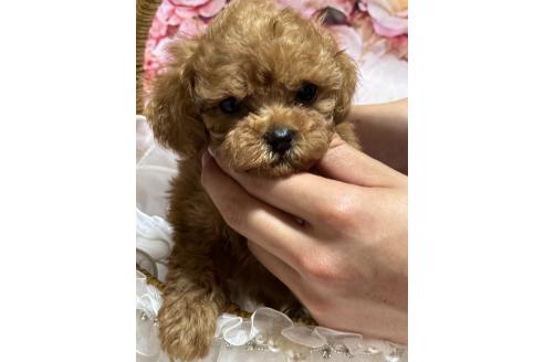 販売中の広島県のティーカッププードル-385415の4枚目