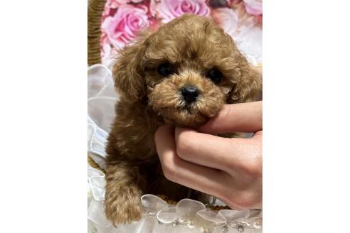 販売中の広島県のティーカッププードル-385415の3枚目