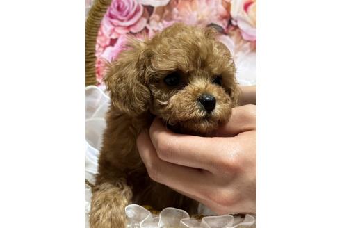 販売中の広島県のティーカッププードル-385415の2枚目