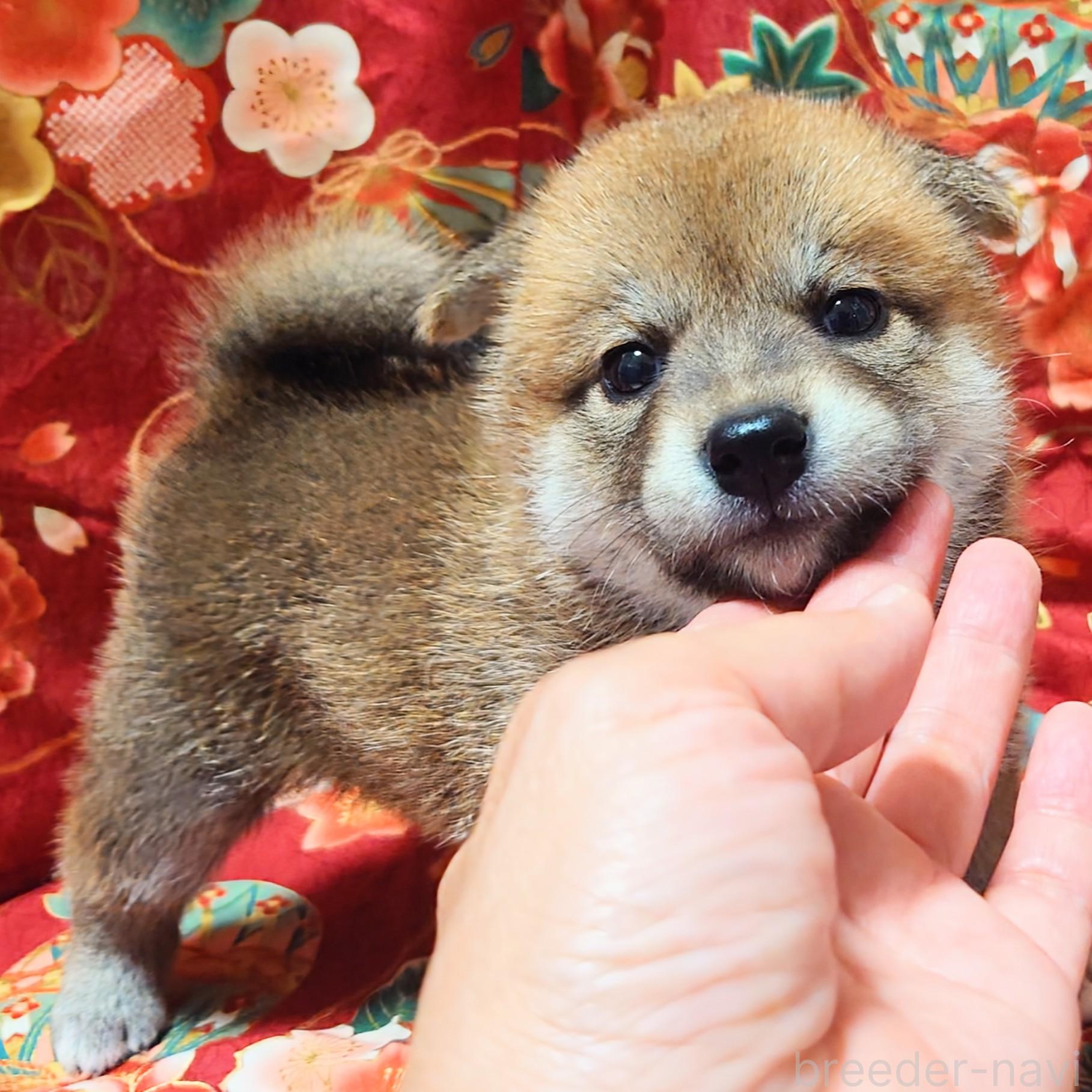 商談中の大阪府の柴犬-389398の8枚目