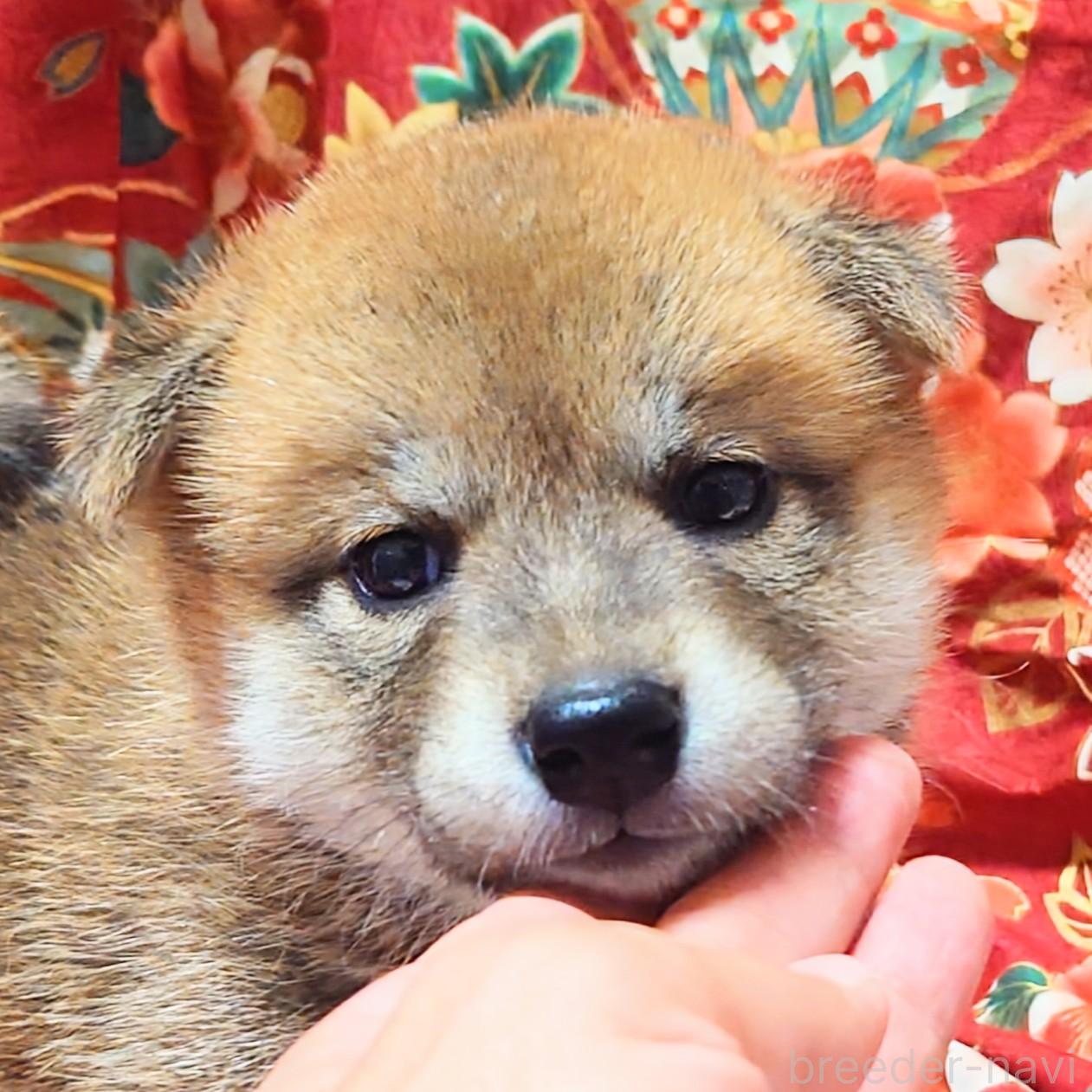 商談中の大阪府の柴犬-389398の6枚目