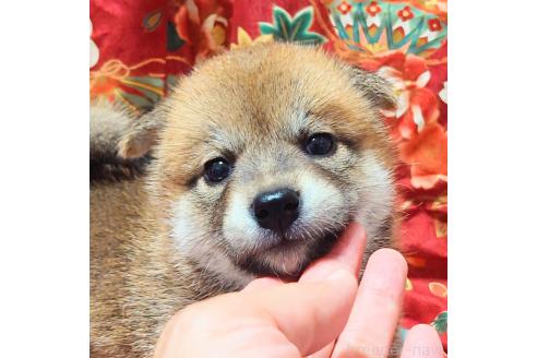 商談中の大阪府の柴犬-389398の5枚目