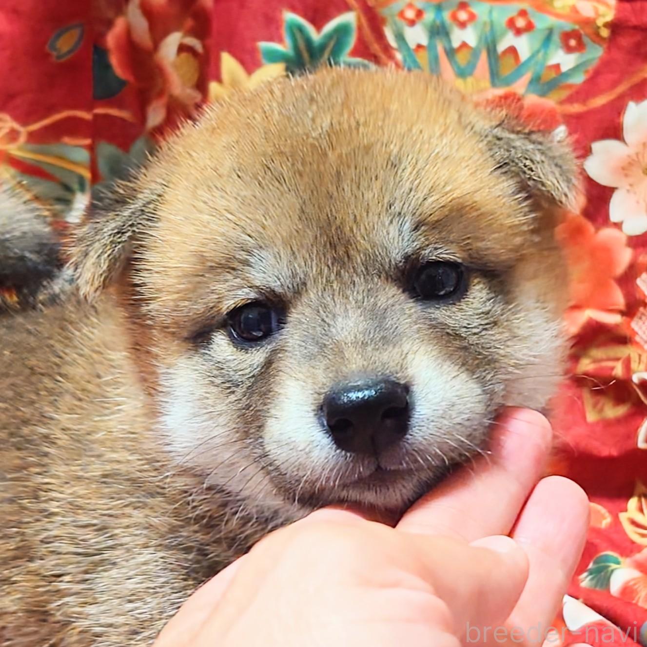 商談中の大阪府の柴犬-389398の4枚目