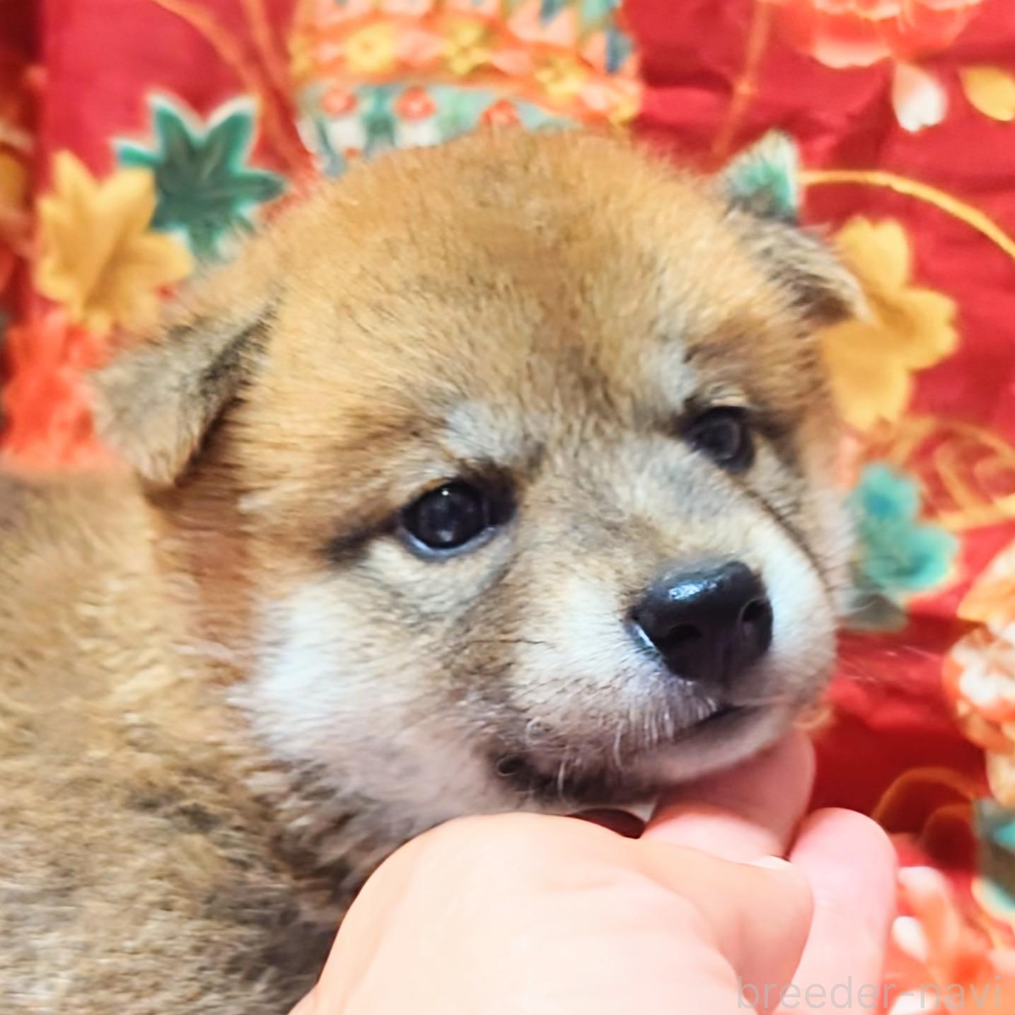 商談中の大阪府の柴犬-389398の3枚目