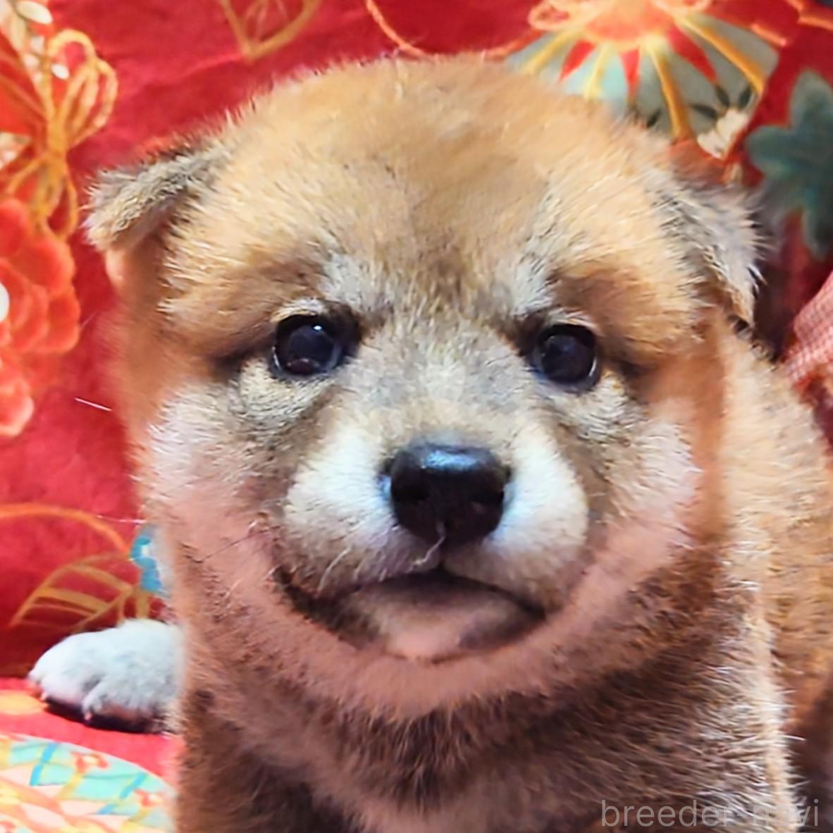 商談中の大阪府の柴犬-389398の2枚目