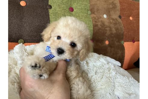 販売中の福岡県のマルプー:マルチーズ×トイプードル-391247の6枚目