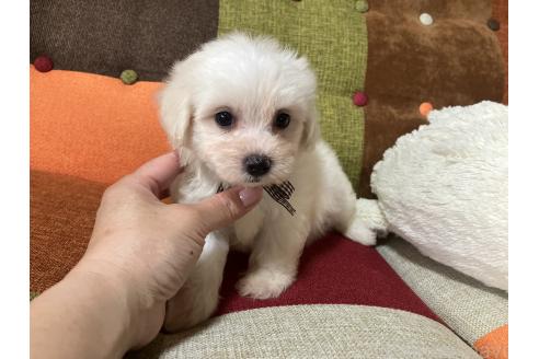 販売中の福岡県のマルプー:マルチーズ×トイプードル-391259の10枚目