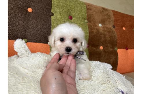 販売中の福岡県のマルプー:マルチーズ×トイプードル-391259の3枚目