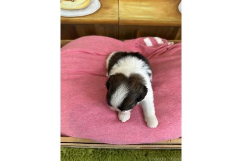 販売中の埼玉県のシーズー-391261の2枚目