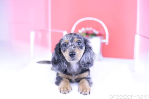 販売中の愛知県のカニンヘンダックスフンド(ロングヘアード)-386818の11枚目