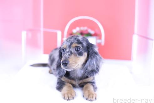 販売中の愛知県のカニンヘンダックスフンド(ロングヘアード)-386818の8枚目