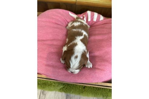 販売中の埼玉県のキャバリアキングチャールズスパニエル-391286の4枚目