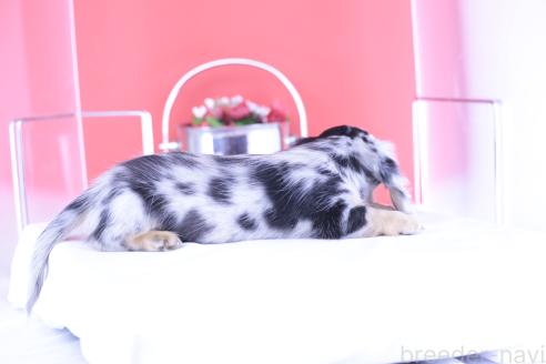 成約済の愛知県のカニンヘンダックスフンド(ロングヘアード)-387040の3枚目