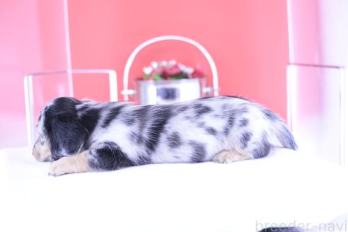 成約済の愛知県のカニンヘンダックスフンド(ロングヘアード)-387040の2枚目