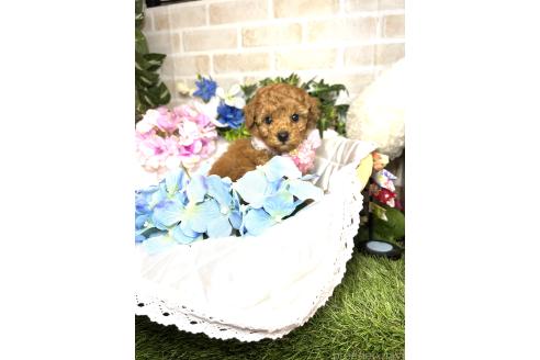 販売中の愛知県のトイプードル-387433の4枚目