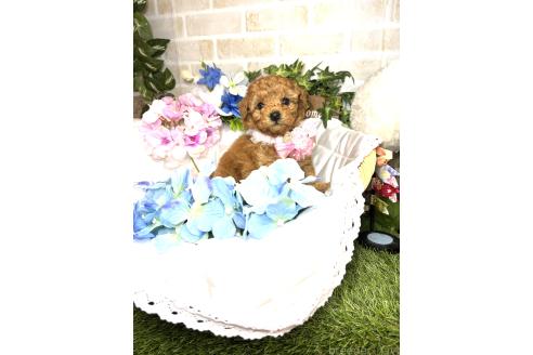 販売中の愛知県のトイプードル-387433の3枚目