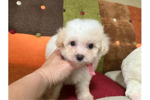 販売中の福岡県のマルプー:マルチーズ×トイプードル-391306の8枚目