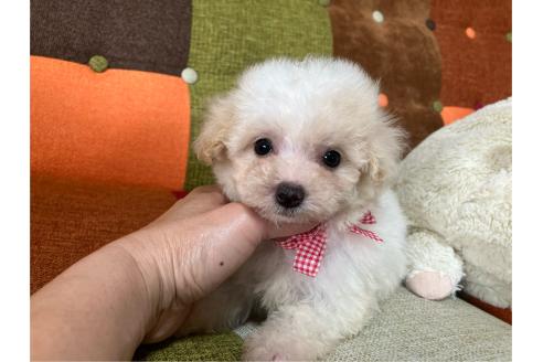 販売中の福岡県のマルプー:マルチーズ×トイプードル-391306の6枚目
