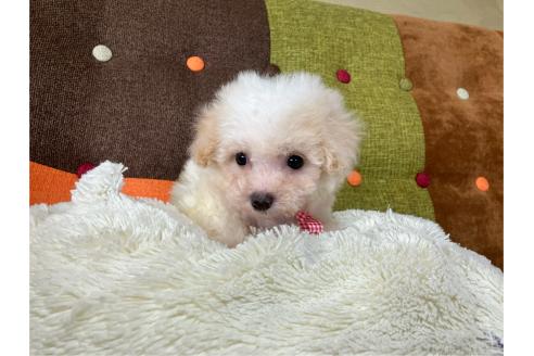 販売中の福岡県のマルプー:マルチーズ×トイプードル-391306の4枚目