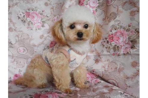 販売中の岡山県のミックス犬-391316の3枚目