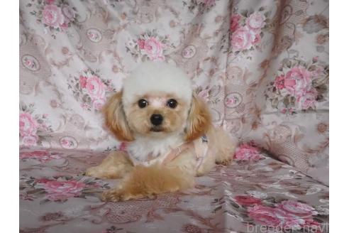販売中の岡山県のミックス犬-391316の2枚目
