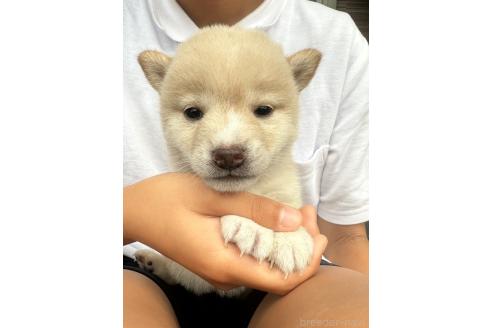 販売中の岡山県の豆柴-388443