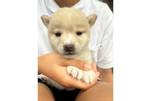 販売中の岡山県の豆柴-388443の2枚目