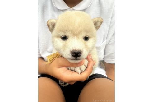 販売中の岡山県の豆柴-388441の4枚目