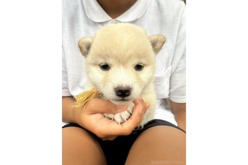 販売中の岡山県の豆柴-388441