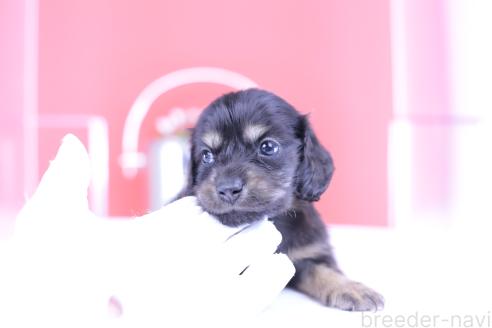 販売中の愛知県のカニンヘンダックスフンド(ロングヘアード)-391330の5枚目