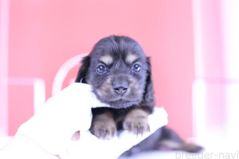 販売中の愛知県のカニンヘンダックスフンド(ロングヘアード)-391330の3枚目