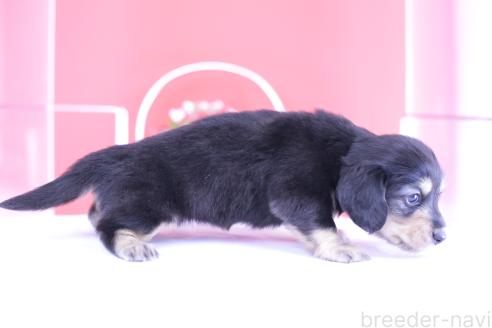 販売中の愛知県のカニンヘンダックスフンド(ロングヘアード)-391341の3枚目