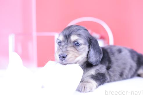販売中の愛知県のカニンヘンダックスフンド(ロングヘアード)-391343の4枚目
