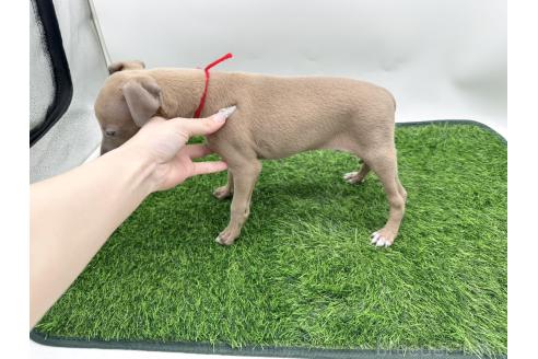 販売中の愛知県のイタリアングレーハウンド(イタグレ)-389626の4枚目