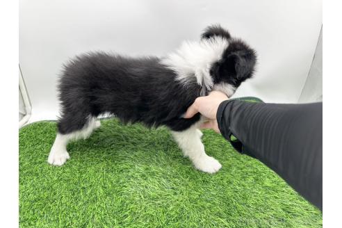 販売中の愛知県のボーダーコリー-388023の9枚目