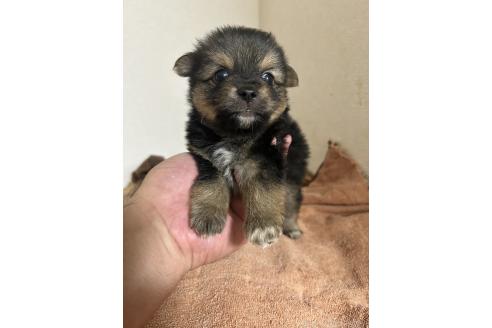 販売中の埼玉県のミックス犬-391348の1枚目
