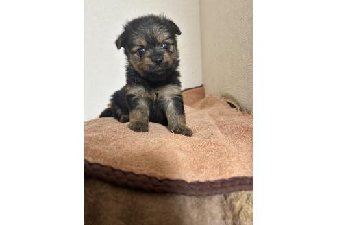 販売中の埼玉県のミックス犬-391349の1枚目