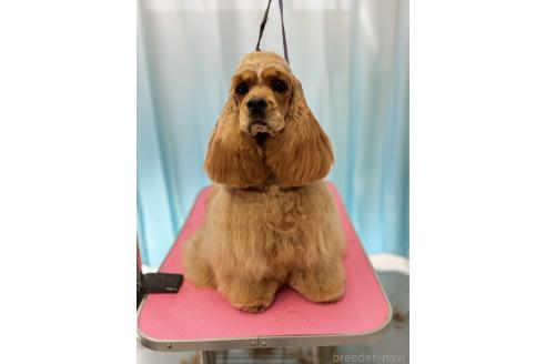 販売中の三重県のアメリカンコッカースパニエル-391364の2枚目