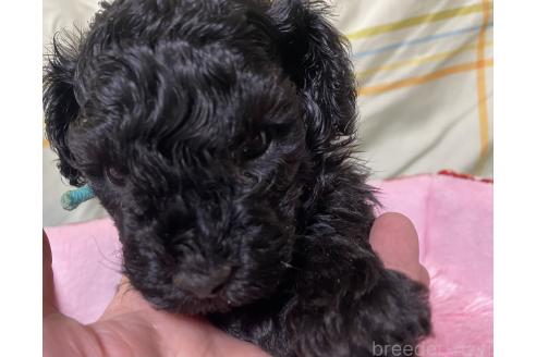 販売中の長野県のトイプードル-389463の1枚目
