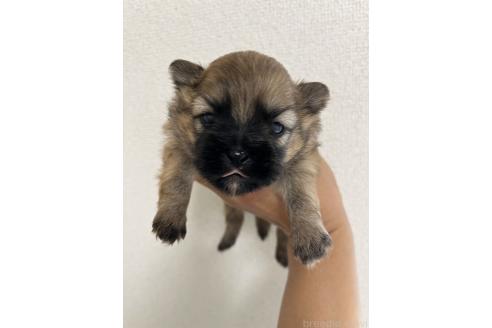 販売中の熊本県のミックス犬-391188の1枚目
