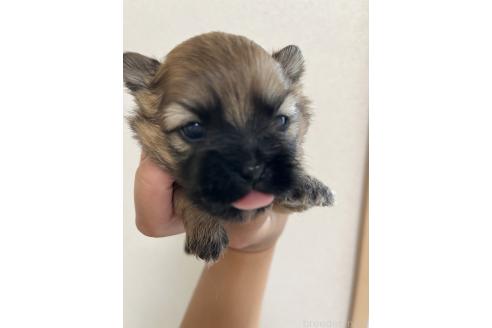 販売中の熊本県のミックス犬-391188の3枚目