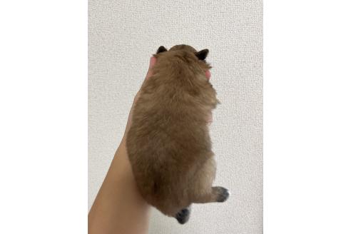 販売中の熊本県のミックス犬-391188の2枚目