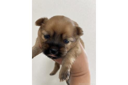 販売中の熊本県のミックス犬-391189
