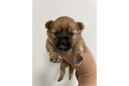 販売中の熊本県のミックス犬-391189の3枚目