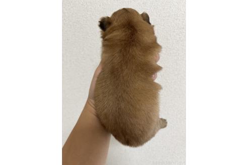販売中の熊本県のミックス犬-391189の2枚目