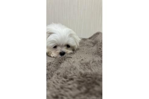 販売中の沖縄県のマルチーズ-391382の5枚目