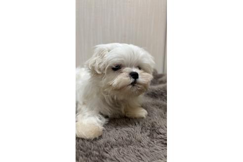 販売中の沖縄県のマルチーズ-391382の3枚目