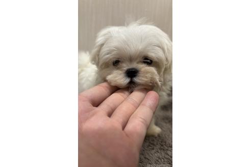 販売中の沖縄県のマルチーズ-391382の2枚目